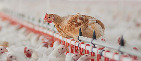 温氏集团：产业互联网新玩法